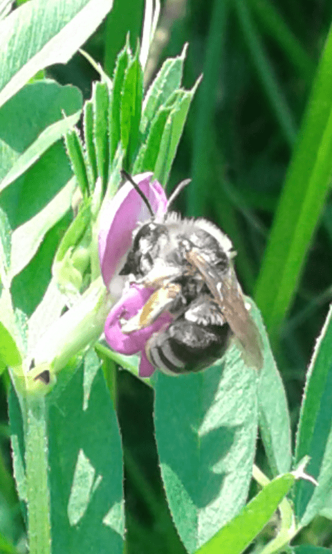 Apidae Anthophorinae?